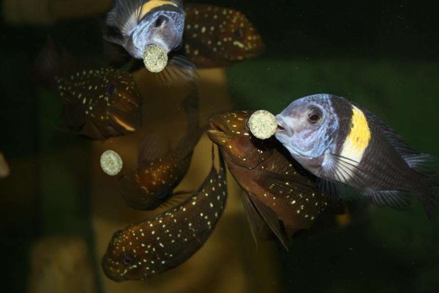 Petrochromis + Tropheus Duboisi Maswa