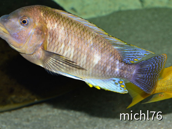 Petrochromis famula kilewani blue maskl
