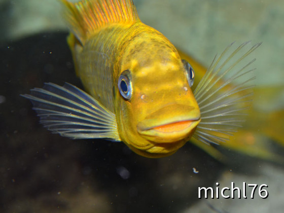 Petrochromis Moshi yellow syeswe