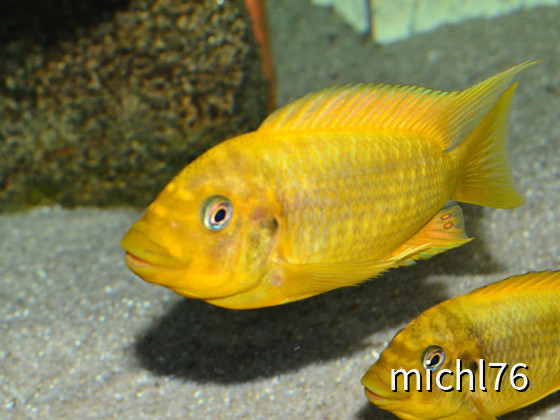 Petrochromis Moshi yellow syeswe