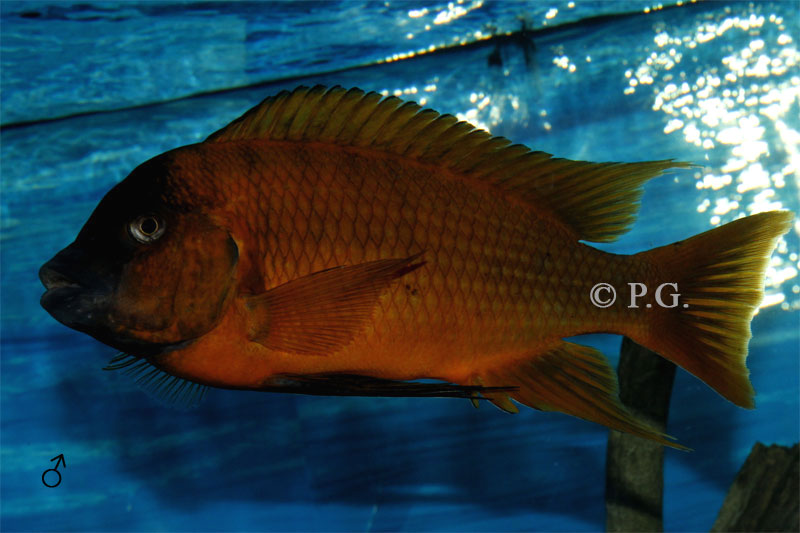 Petrochromis spec.Red Bulu Point
