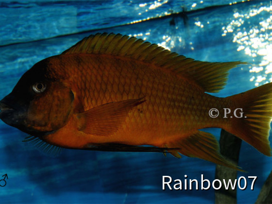 Petrochromis spec.Red Bulu Point