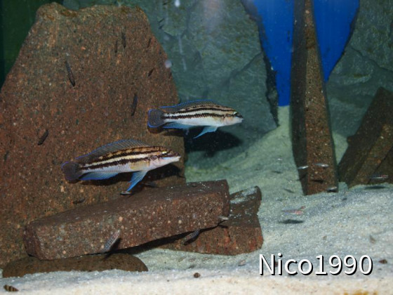 Julidochromis dickfeldi WF