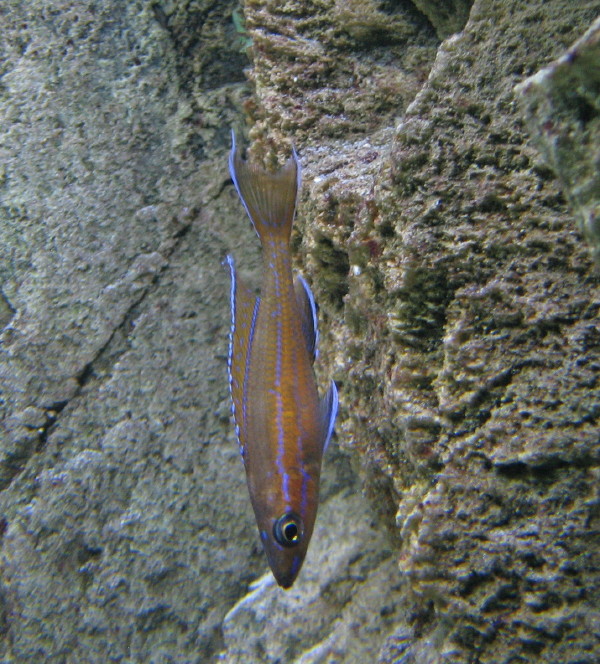 Paracyprichromis nigripinnis " Blue Neon "