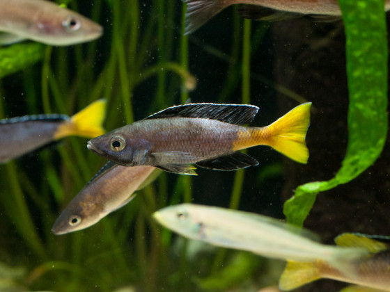 Cyprichromis leptosoma kitumba