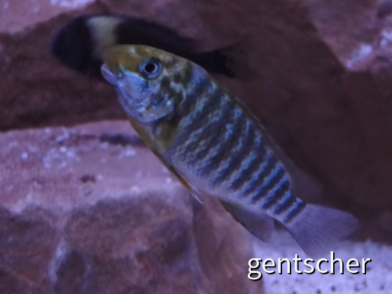 Petrochromis Moshi  Namansi