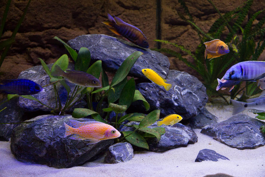 Malawi Aquarium