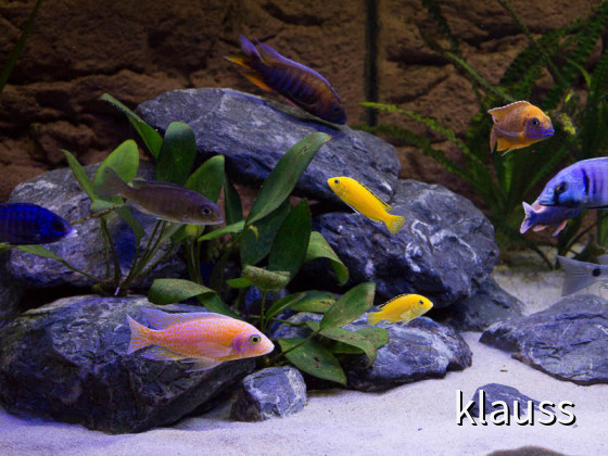 Malawi Aquarium