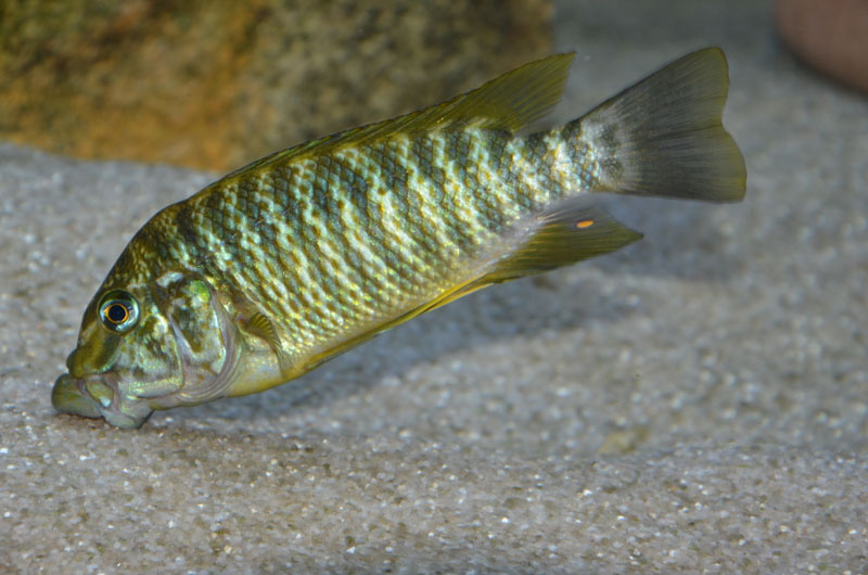 Petrochromis