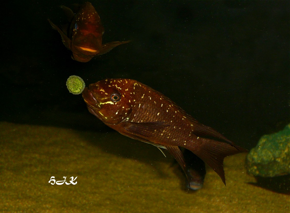 Petrochromis trewavasae