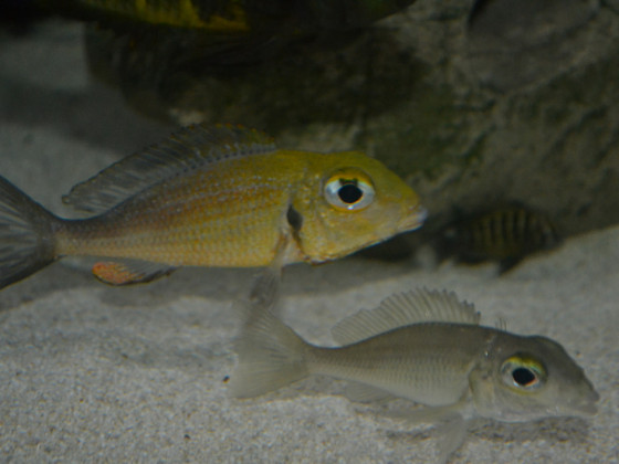 Callochromis Macrops Ndole Red