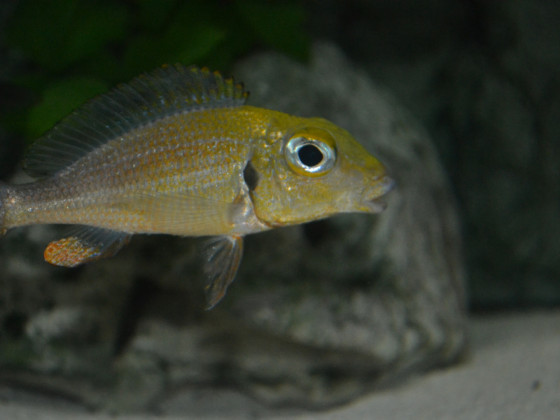 Callochromis Macrops Ndole Red