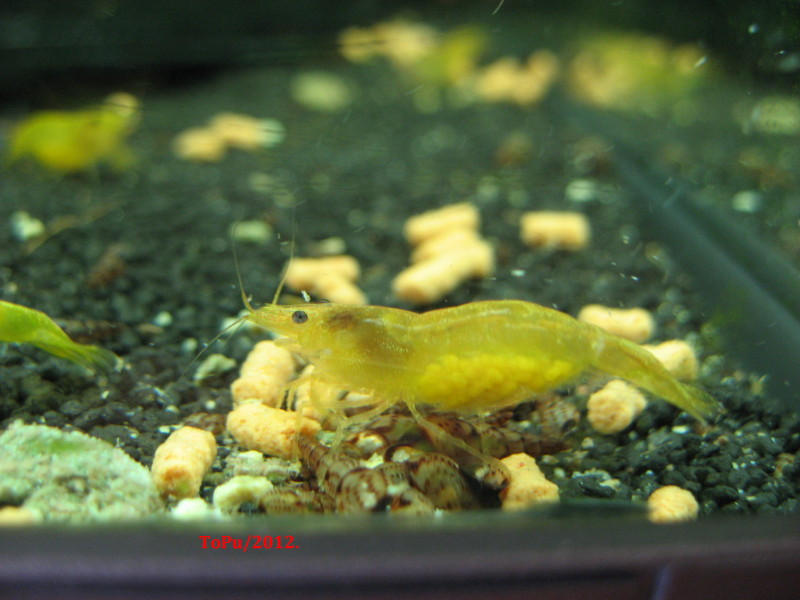 Yellow Fire Zwerggarnele - Neocaridina heteropoda var. yellow