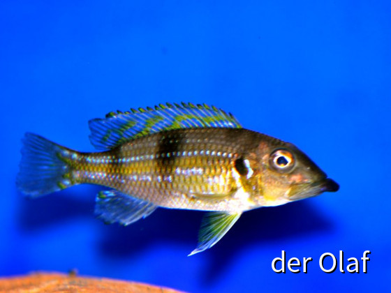 Gnathochromis Permaxillaris