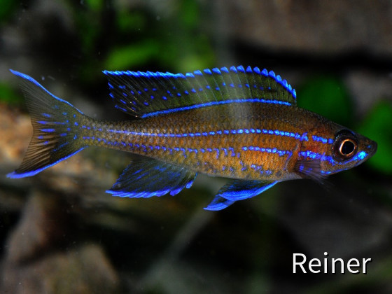 Paracyprichromis nigripinnes blue Neon
