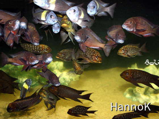 Petrochromis und die Mitbewohner