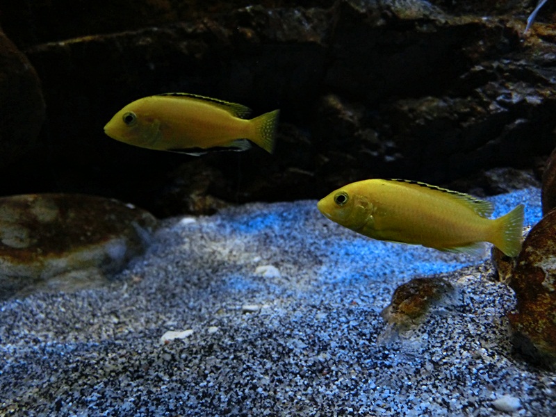 Labidochromis caeruleus "Kakusa"