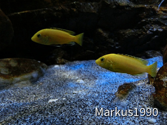 Labidochromis caeruleus "Kakusa"