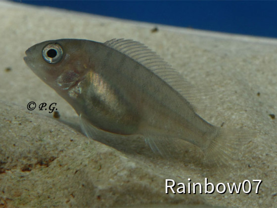 Petrochromis spec. Red Bulu Point