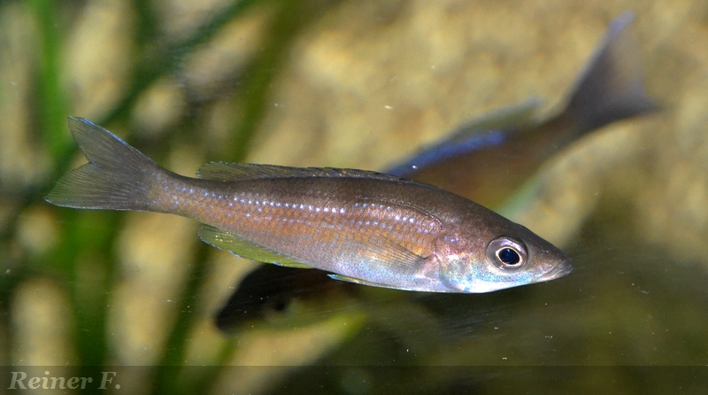 Cyprichromis Zonatus  weibchen 3  06062914