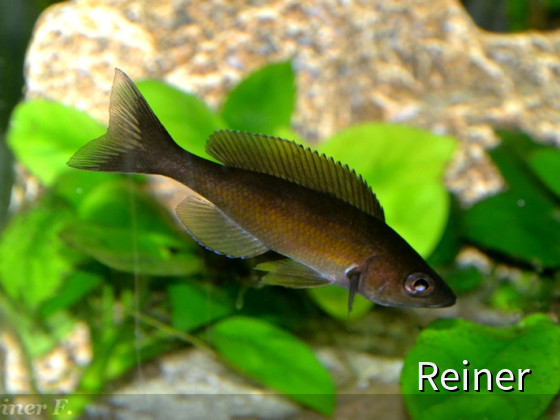 Cyprichromis Zonatus 06062914  black 2