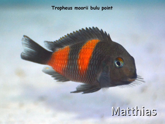 Tropheus Moorii Bulu Point