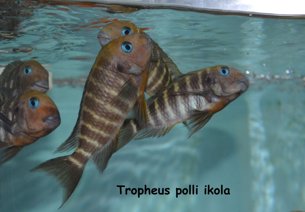 Tropheus polli ikola