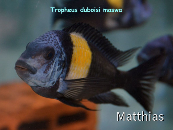 Tropheus Duboisi Maswa