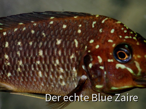 Petrochromis trewavasae moliro Congo
