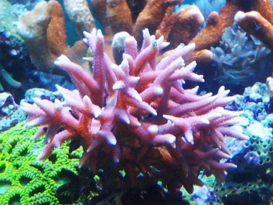 Korallen Meerwasser
