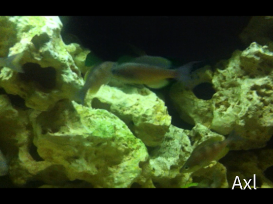 Cyprichromis Zonatus
