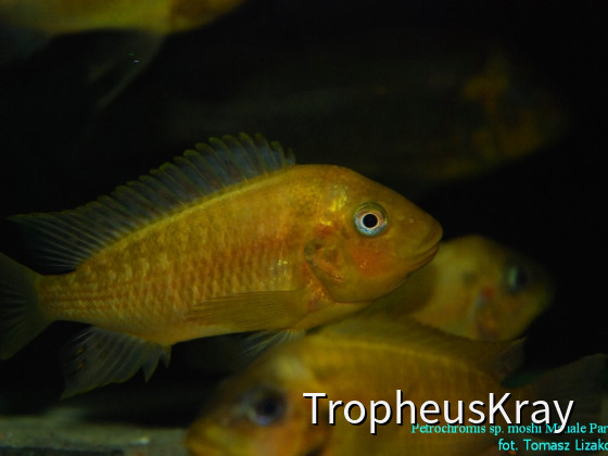 Petrochromis sp. moshi