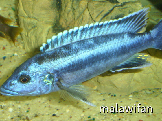 Melanochromis Kaskazini (sp."northern blue")
