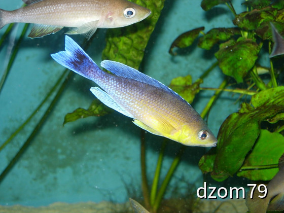 Cyprichromis leptosoma jumbo chaitika