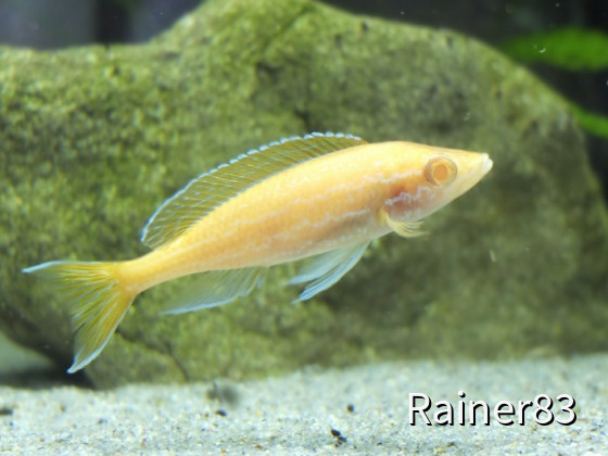 Paracyprichromis nigripinnis Blue Neon Albino