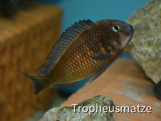 Tropheus red Belly