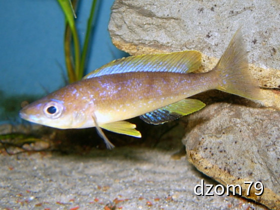 Cyprichromis microlepidotus lyamembe