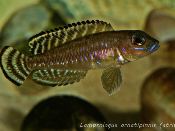 Lamprologus ornatipinnis (striped)