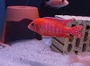 Aulonocara spec. Firefish