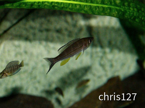 Paracyprichromis brieni Chituta