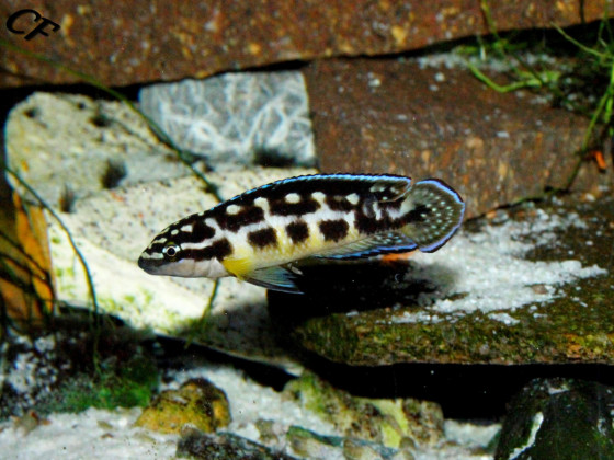 Julidochromis transcriptus Kissi Bemba