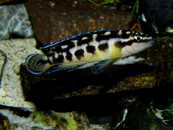 Julidochromis transcriptus Kissi Bemba WF