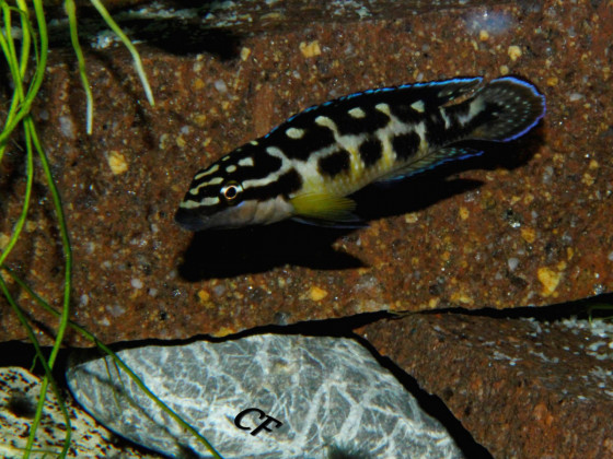 Julidochromis transcriptus Kissi Bemba