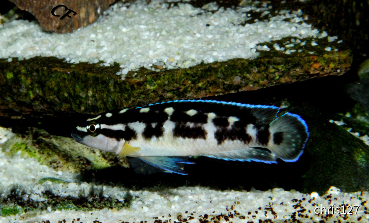 Julidochromis transcriptus Kissi Bemba WF Weibchen