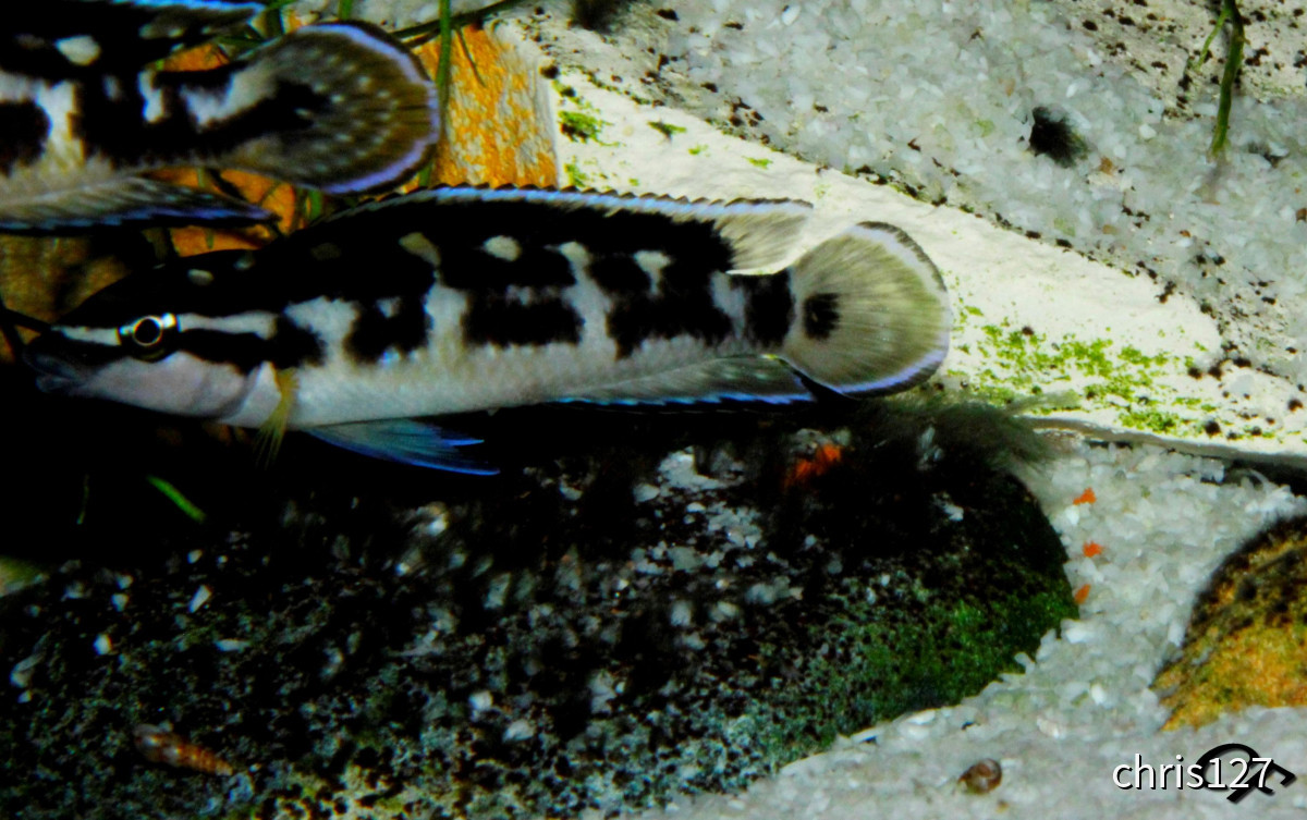 Julidochromis transcriptus Kissi Bemba WF Weibchen
