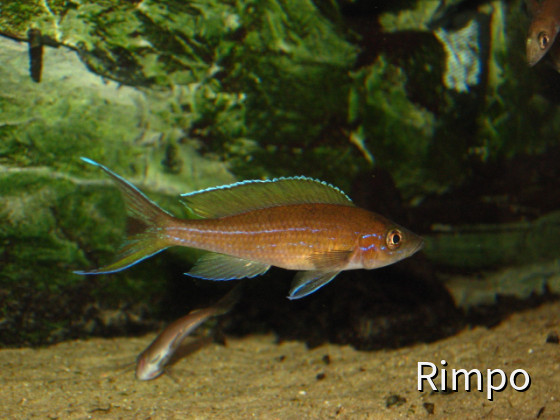 Paracyprichromis spec. "Velifer" (P. brieni Kitumba) m