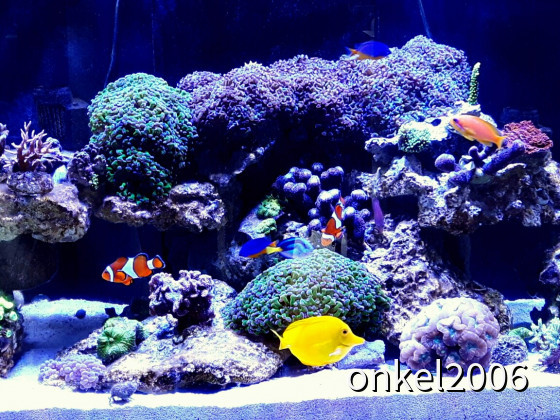 Red Sea Reefer 250