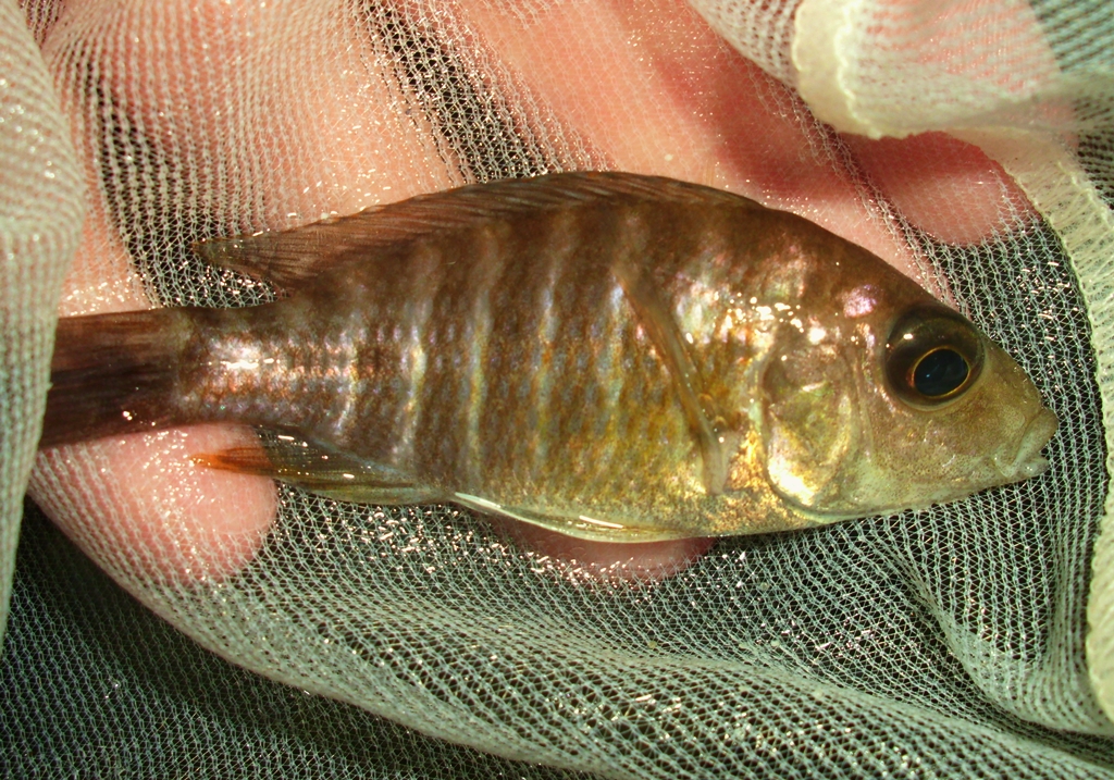 Aulonocara baenschi Weibchen