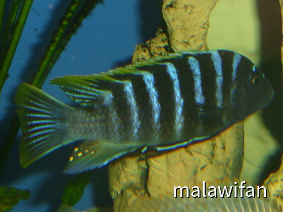 Cynotilapia zebroides red top