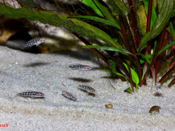 julidochromis transcriptus kissi